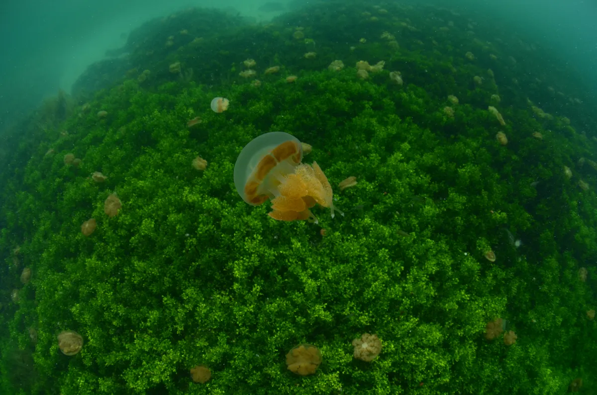 Stingless jellyfish in the marine lake at Kakaban Island, Derawan Archipelago.