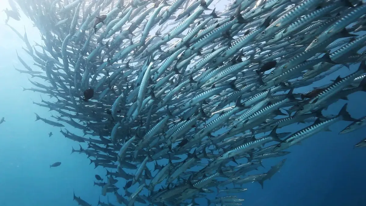Barracudas schooling in the Celebes Sea around Maratua Island.
