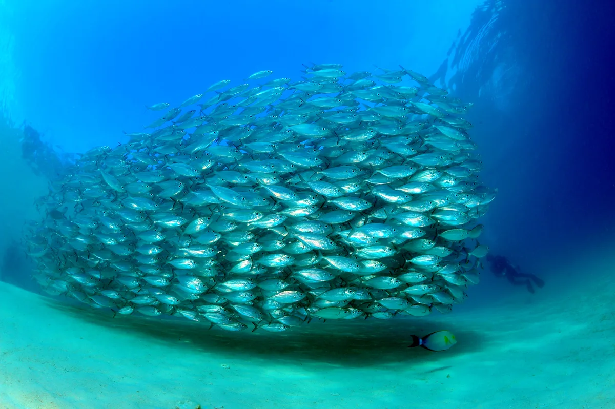 Big-eye scads schooling over the reef at Mataking Island.