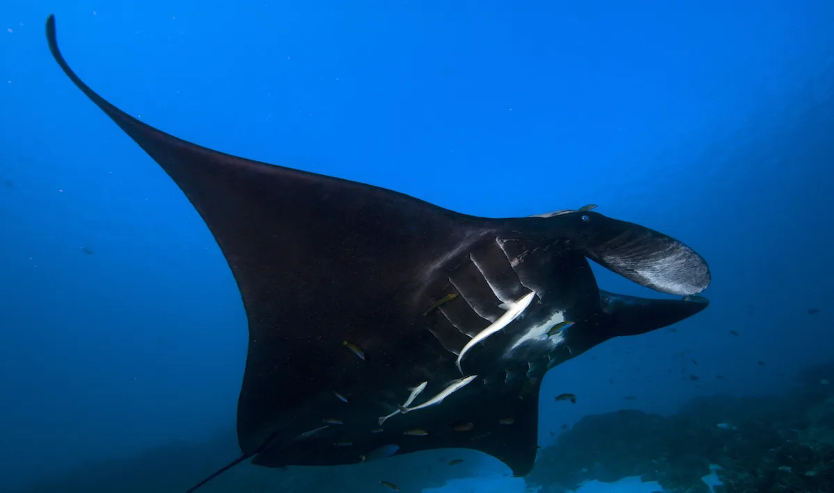 A melanistic manta ray at Manta Point, Raja Ampat.