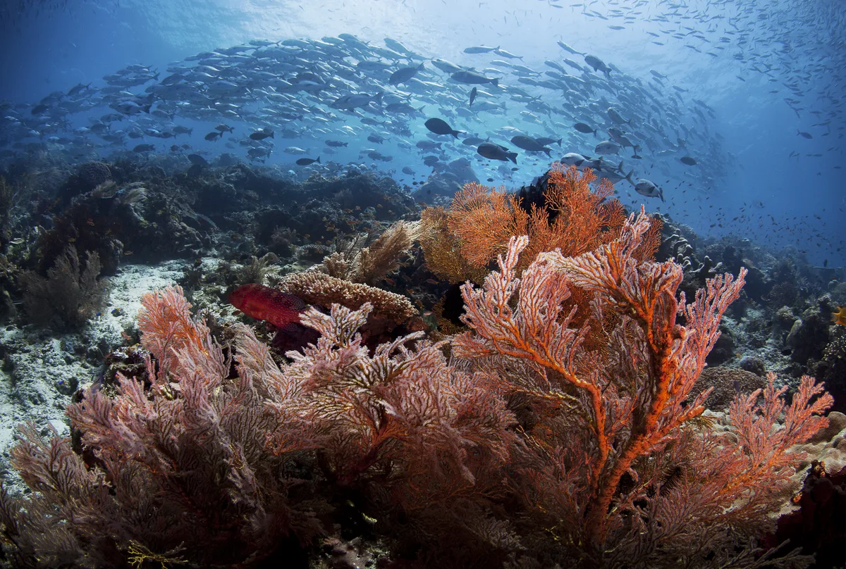 Jackfish schooling around a gorgonian fan on the house reef at Papua Paradise Eco Resort, Birie Island, Raja Ampat.