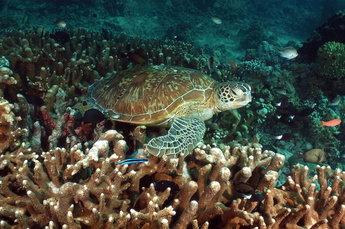 A green turtle in Tun Sakaran Marine Park.