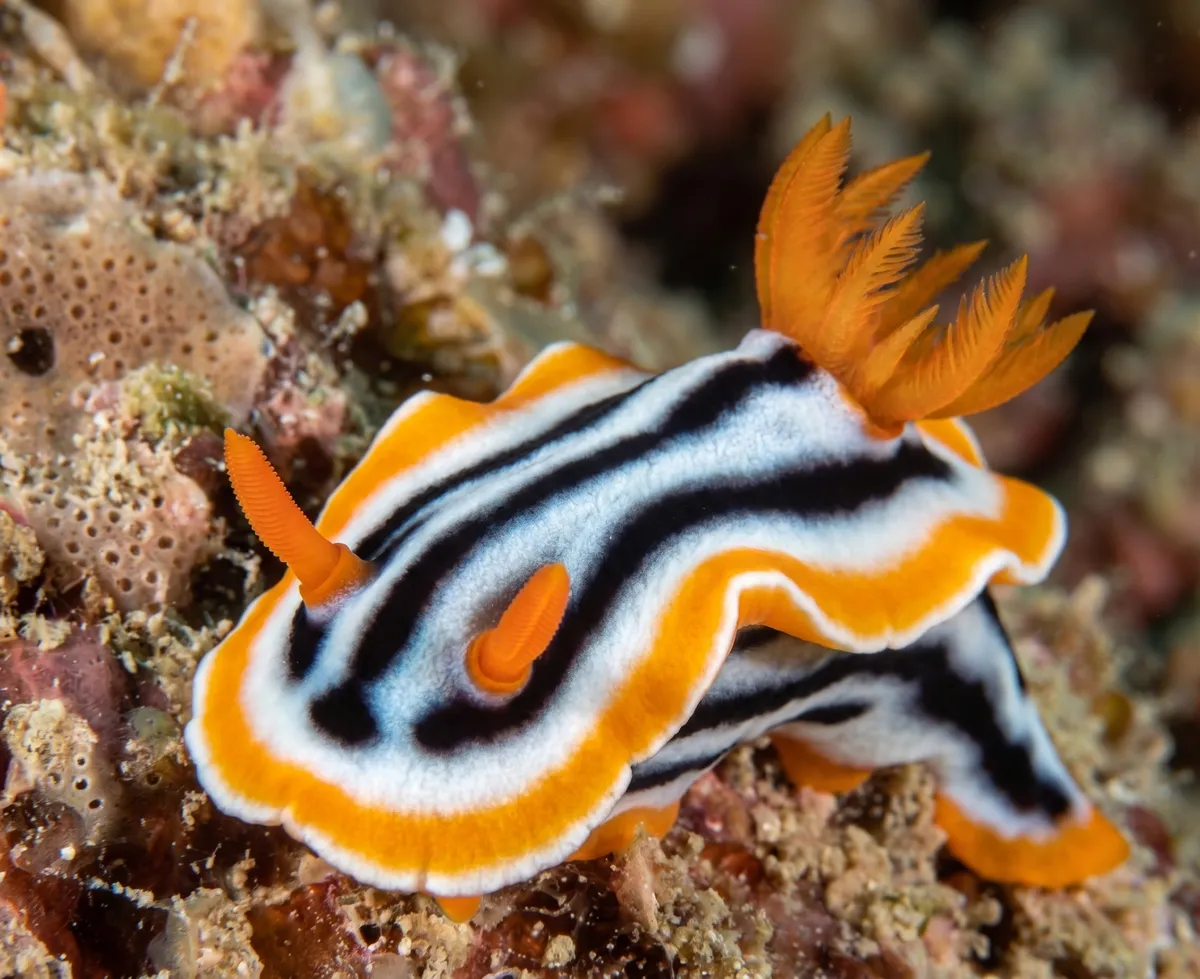 A Chromodoris magnifica nudibranch on the reef in Tun Sakaran Marine Park.
