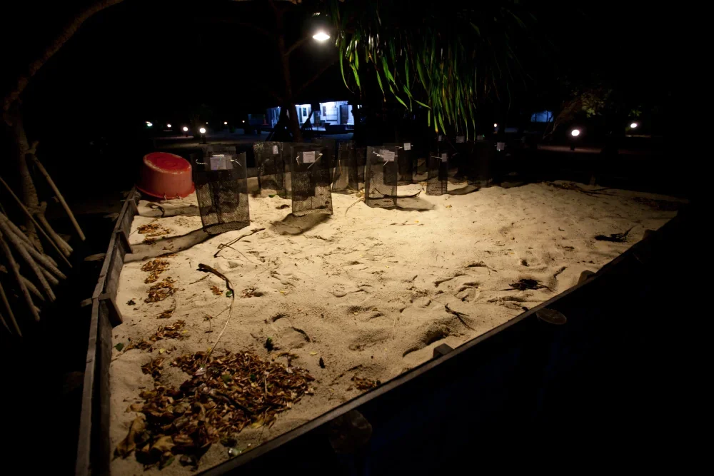 Turtle hatchery.
