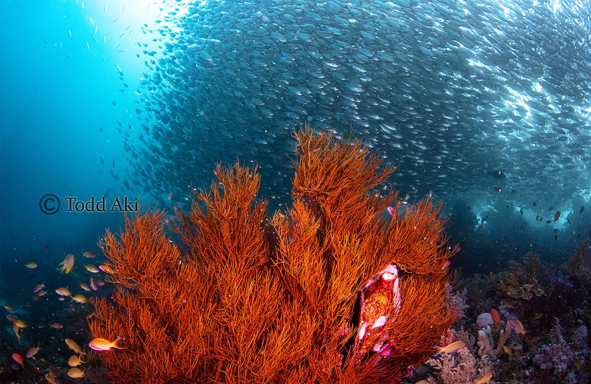 Soft corals and reef fish in the Patinti Strait, South Halmahera.