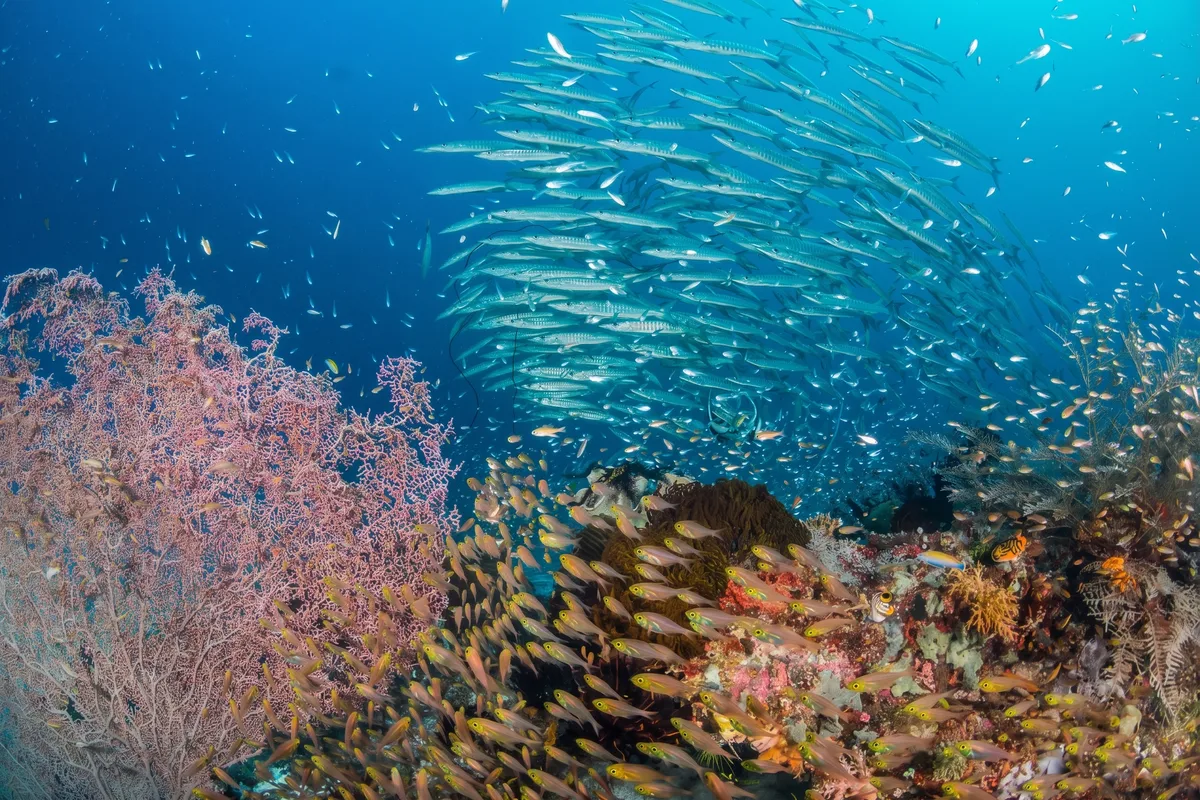 Barracudas schooling in the waters around Pef Island, central Raja Ampat.