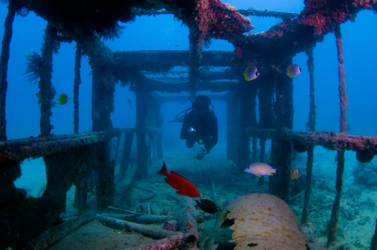 Reef life beneath the Seaventures oil rig platform, Mabul Island.