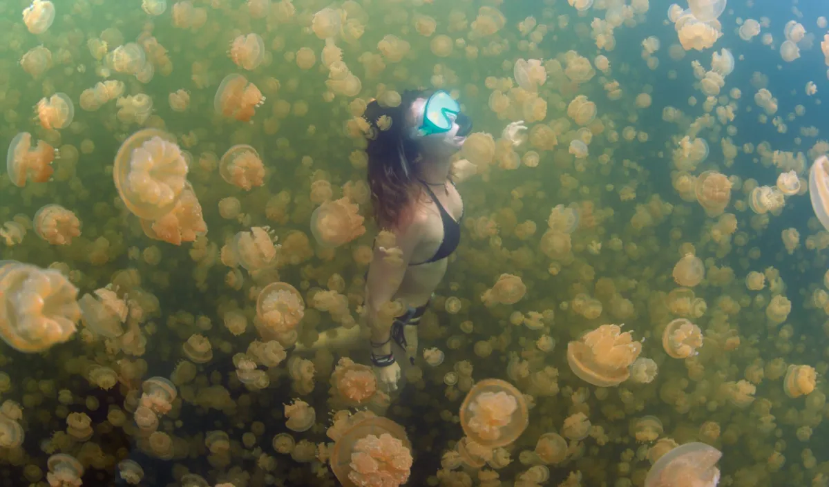 Stingless jellyfish in the marine lake at Kakaban Island, accessible from Sienna Resort.