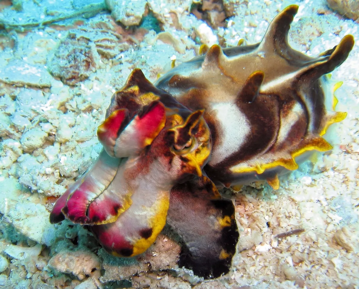 A flamboyant cuttlefish on the reef at Kapalai.
