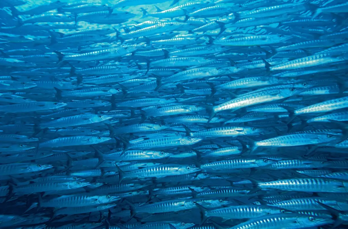 A school of barracudas at Sipadan Island.