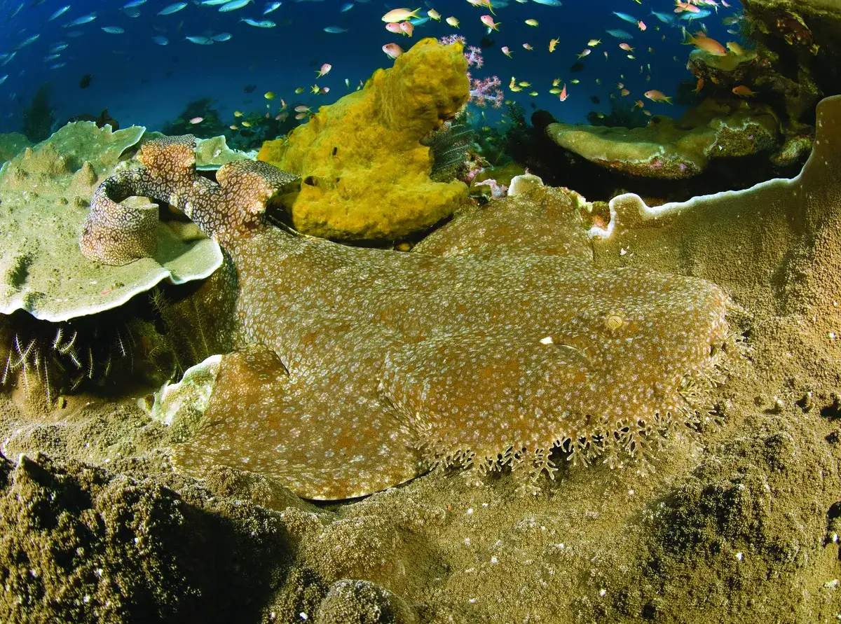 A wobbegong shark on the reef at Kri Island, Raja Ampat.
