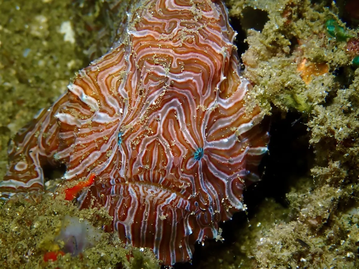 The psychedelic frogfish (Histiophryne psychedelica) in Ambon Bay.