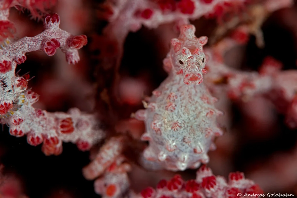 A Bargibant's pygmy seahorse on a gorgonian fan in Triton Bay.