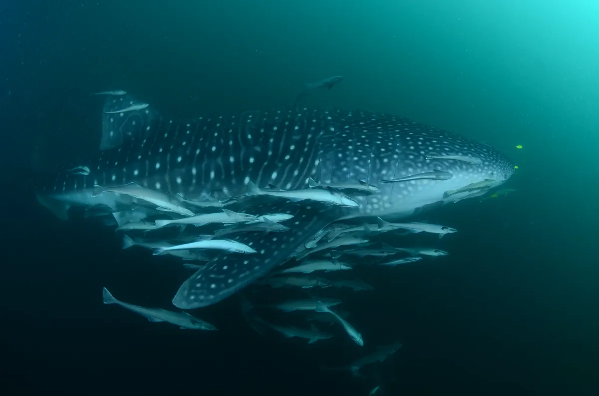 A whale shark with remoras at the fishing platforms in Triton Bay, Kaimana.