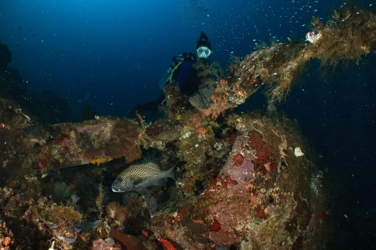 The P-47D Thunderbolt wreck, a named dive site at Wai Resort, Raja Ampat.