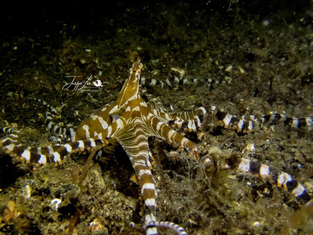 A wunderpus octopus in the Lembeh Strait.